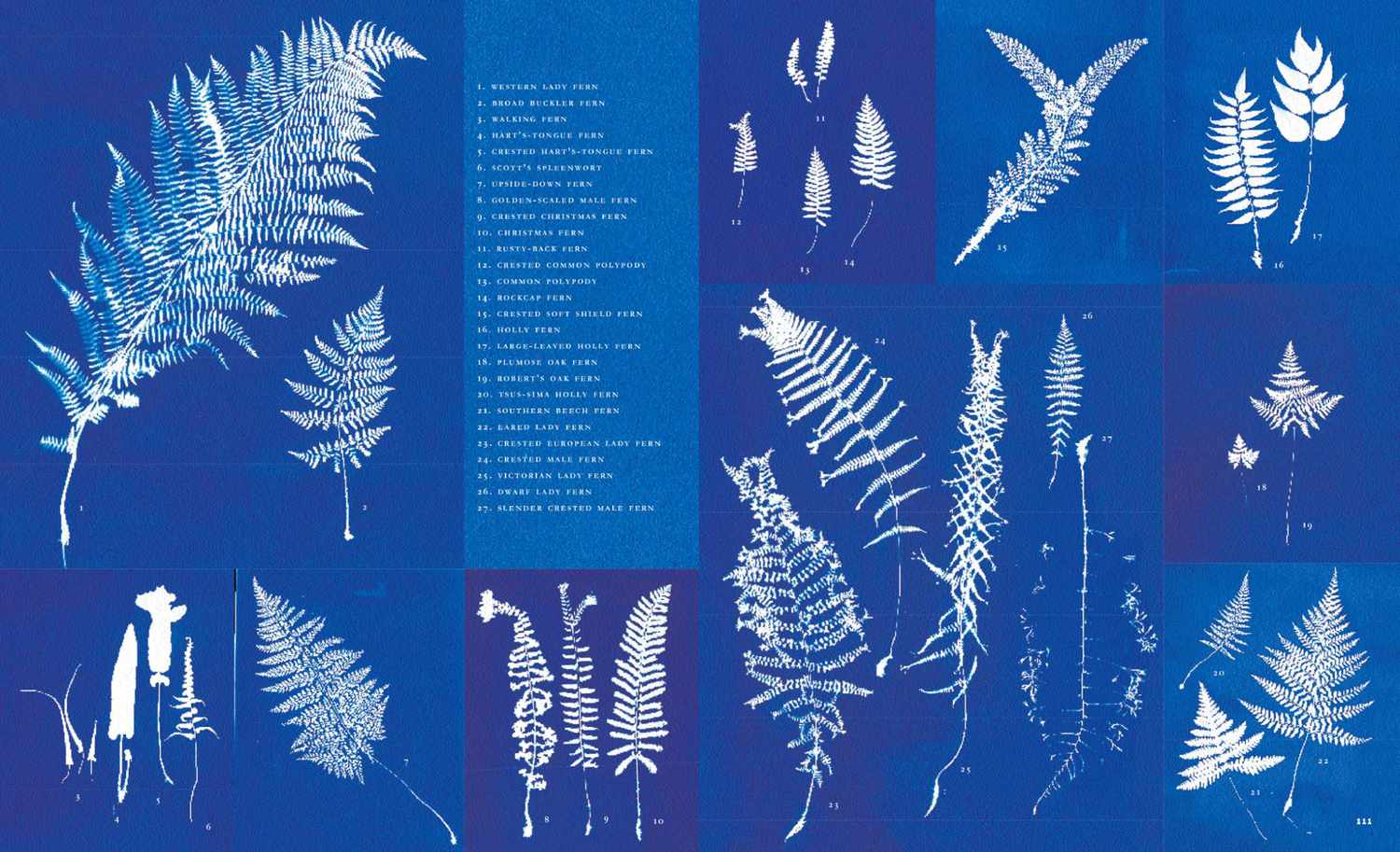fern glossary