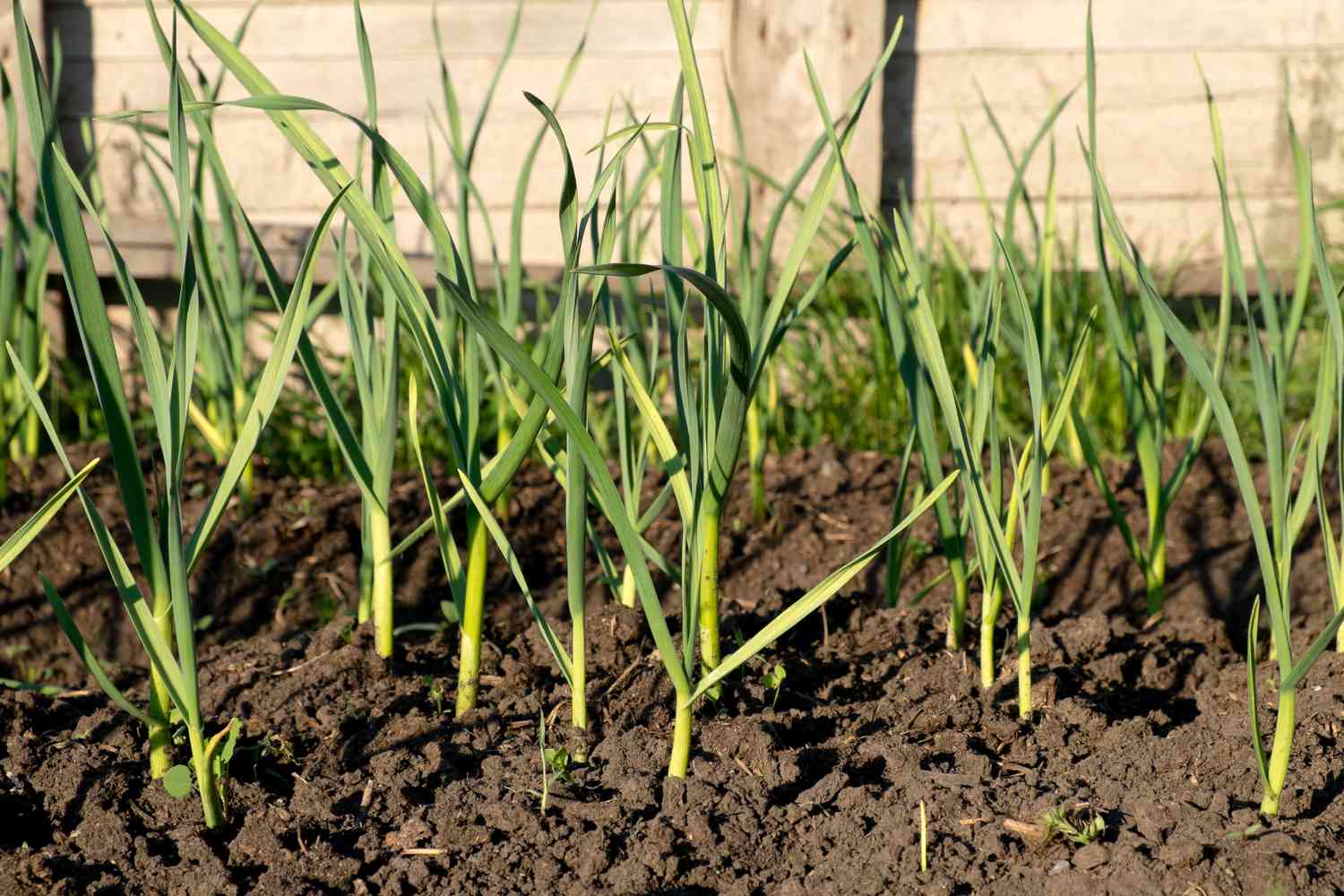 Young stems garlic sprouts in the garden