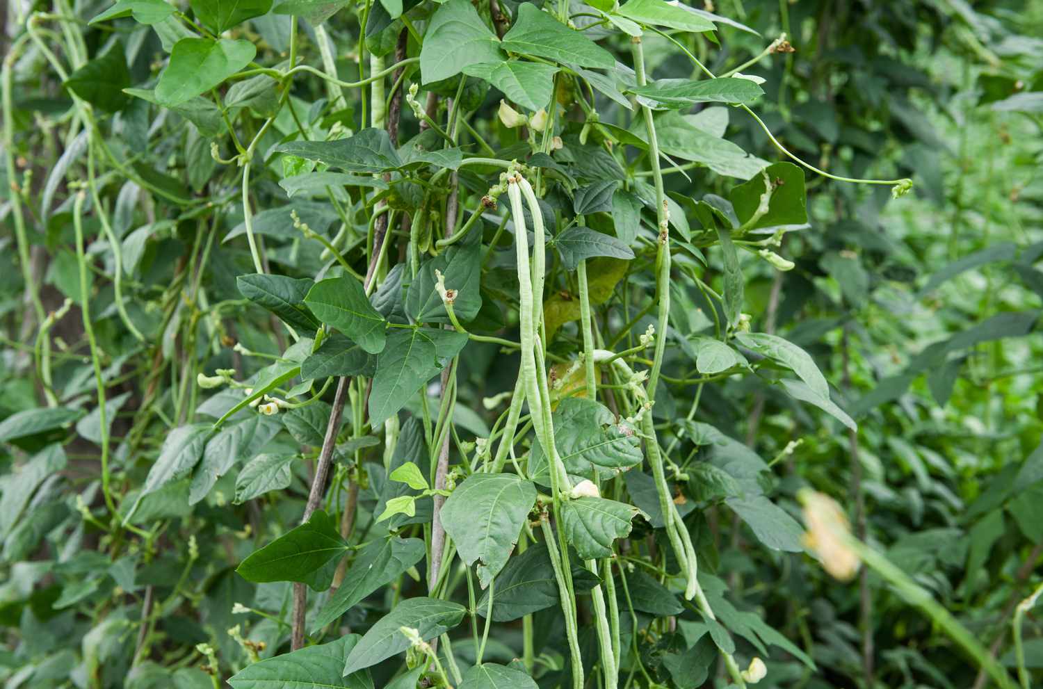 Cowpea plants in growth at vegetable garden