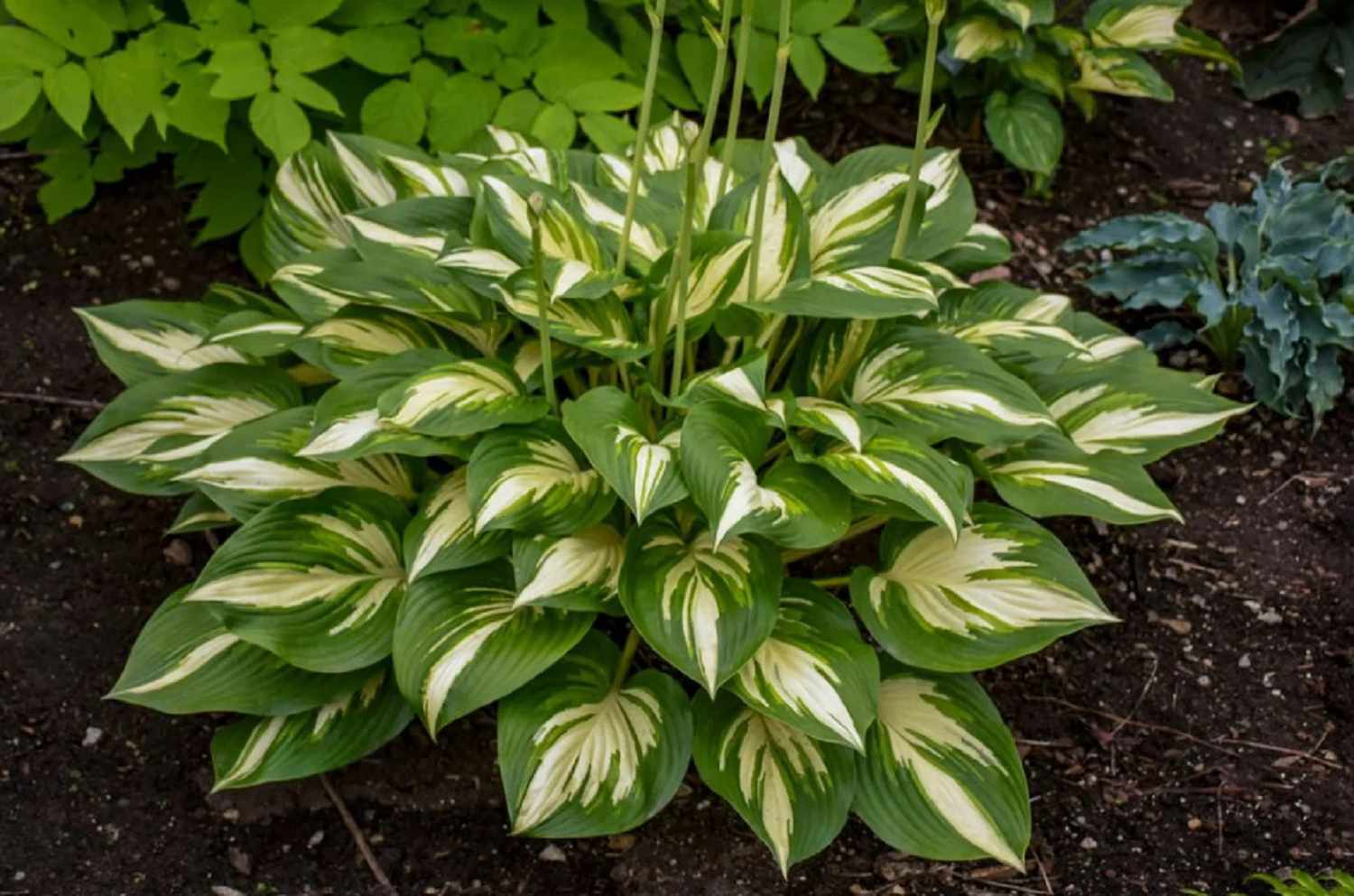 Miss America Hosta