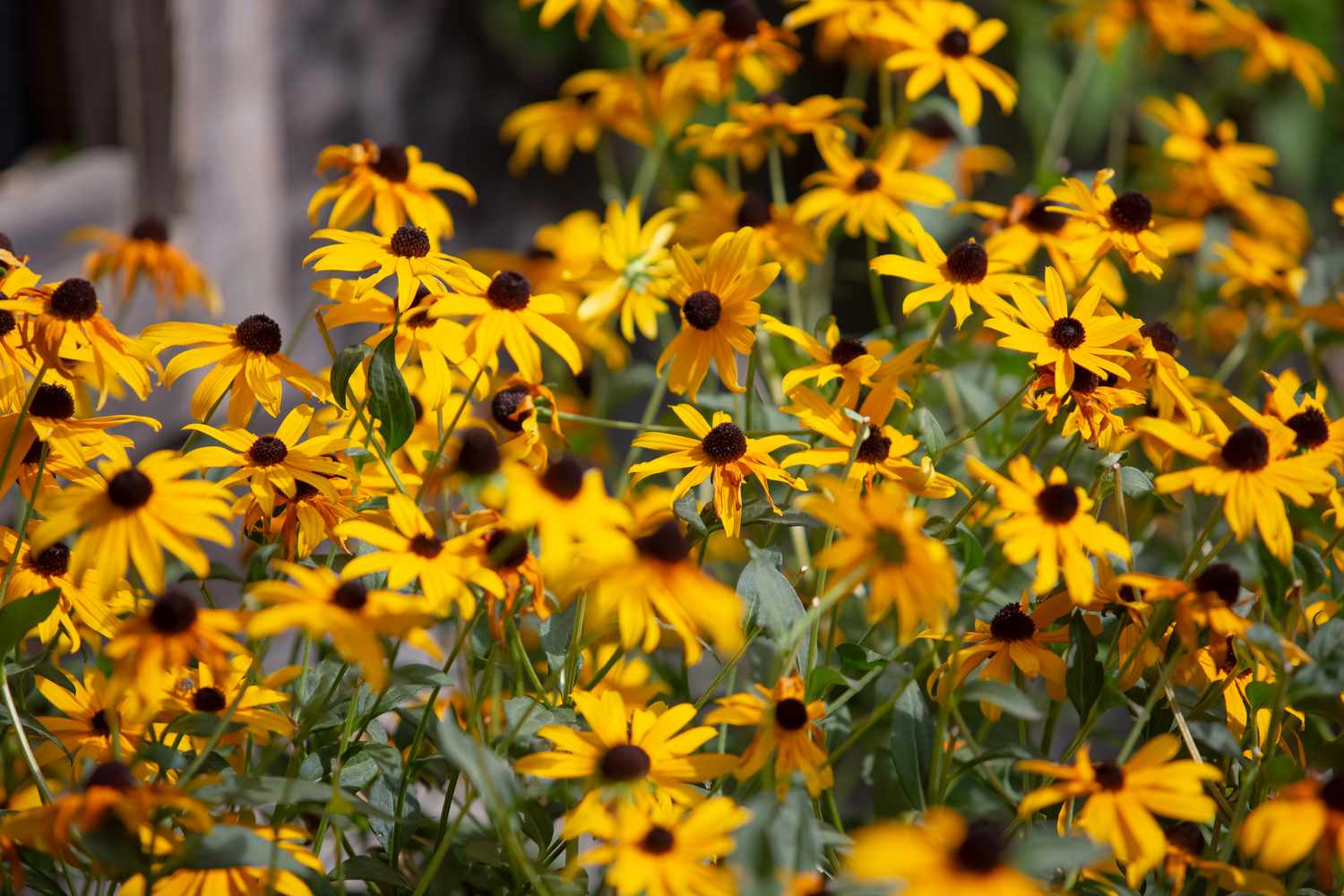 Black eyed susans