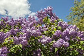 Close-up of purple lilac tree (Syringa vulgaris), Arnold Arboretum, Boston, Massachusetts, New England, USA