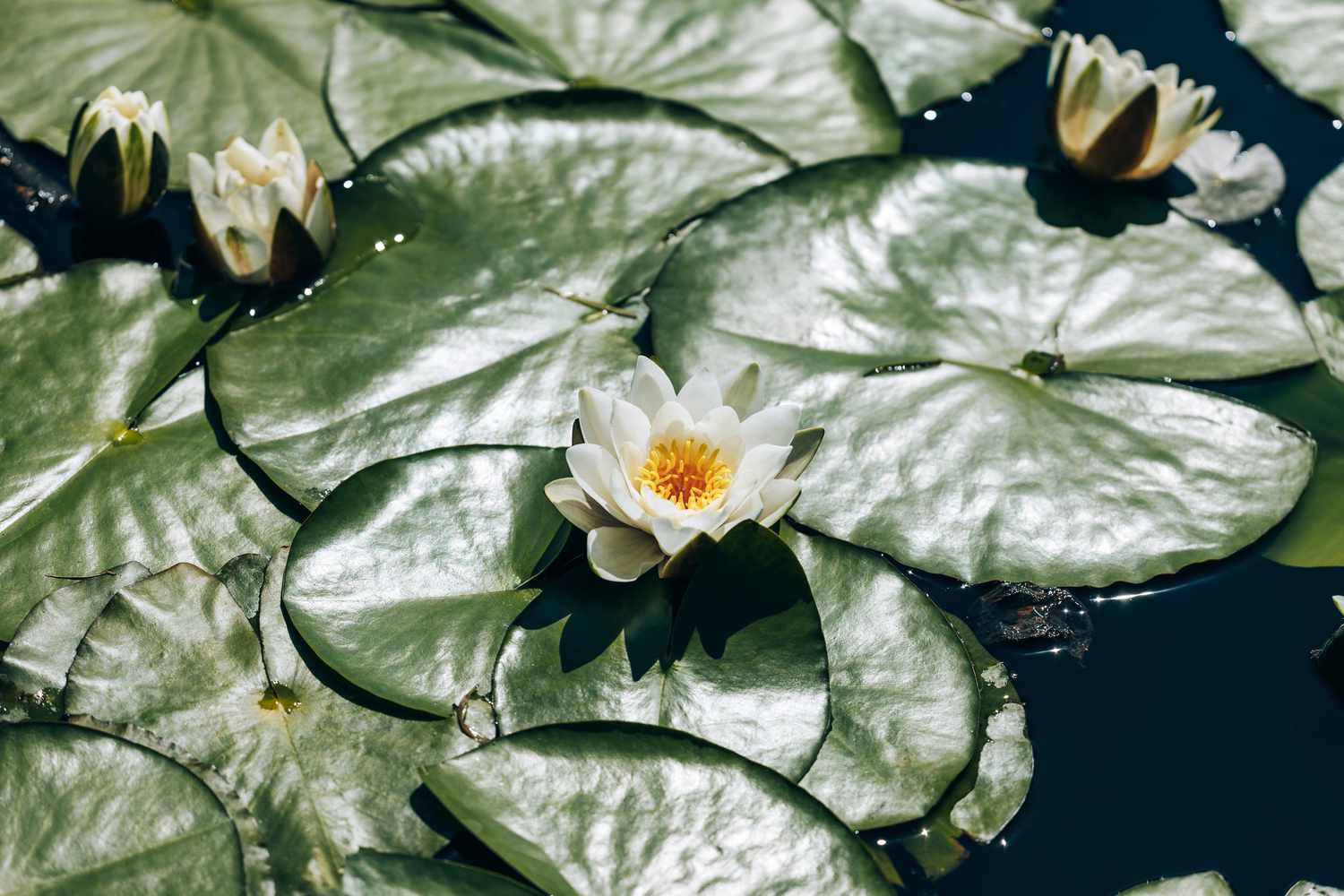 Pond with green leaves and white lotus water lily