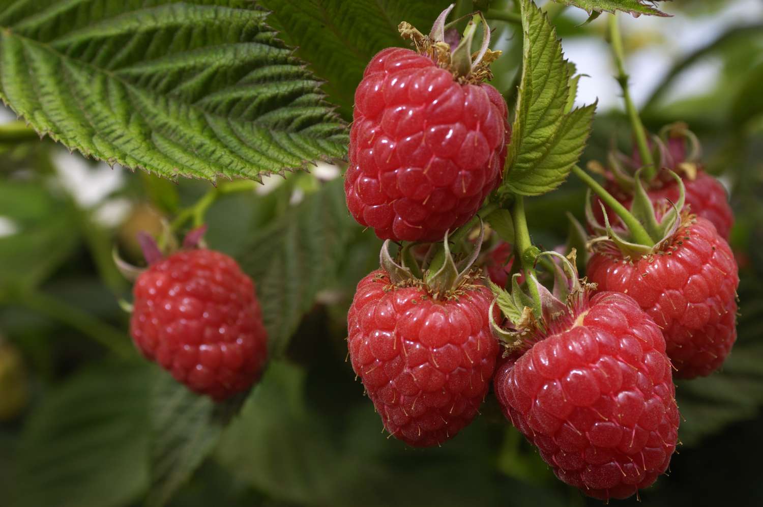 Ripe raspberries growing on a bush, surrounded by green leaves
