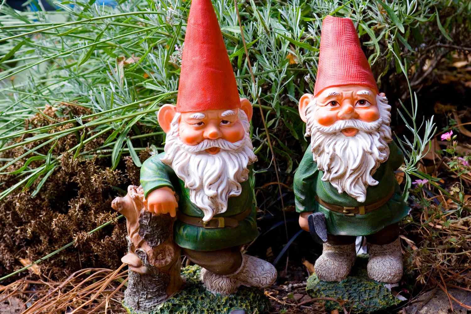 Two garden gnomes with red hats and white beards standing outdoors surrounded by plants