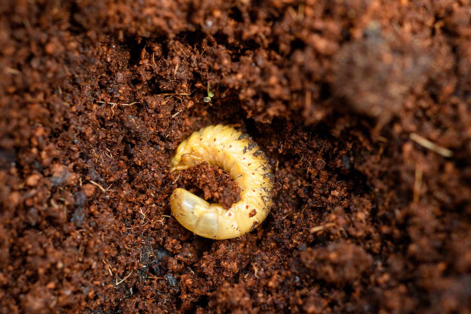 grub in soil