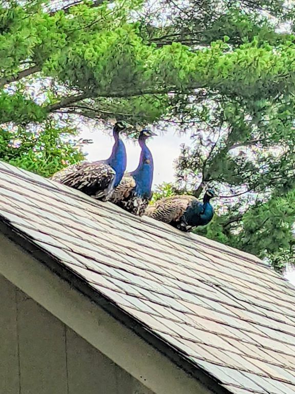 decorvow bedford peacocks