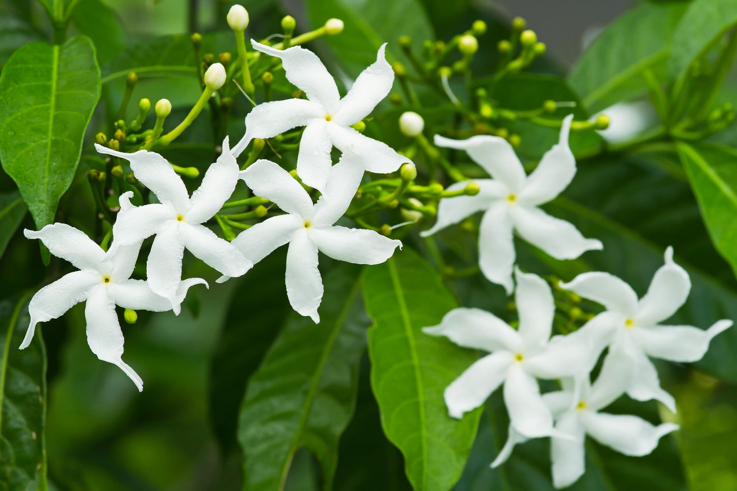 Arabian Jasmine