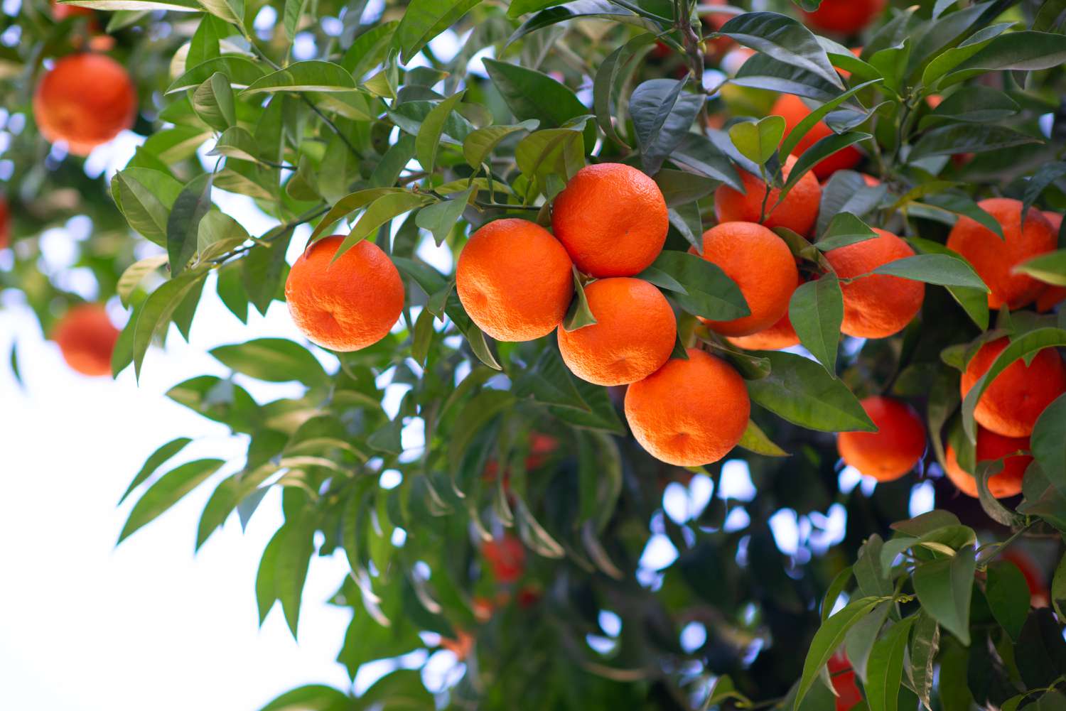 satsuma tree