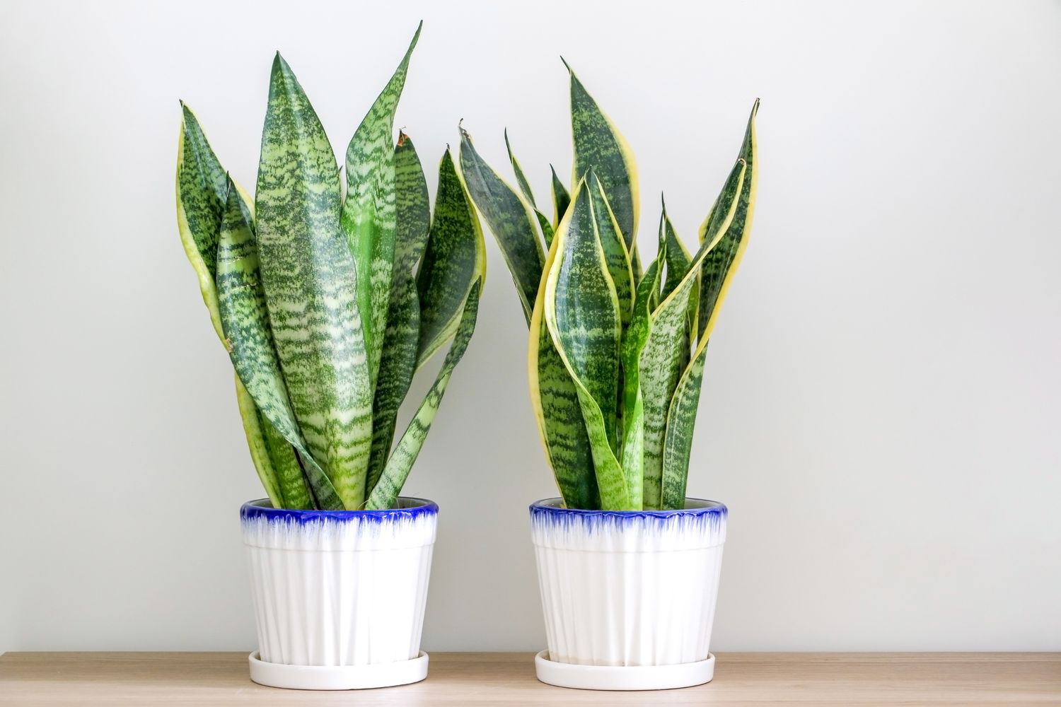 Two potted snake plants placed on a wooden surface side by side