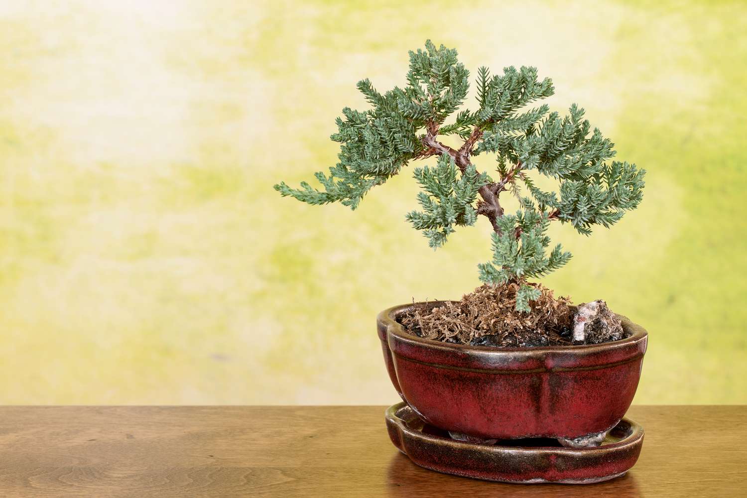 Juniper bonsai
