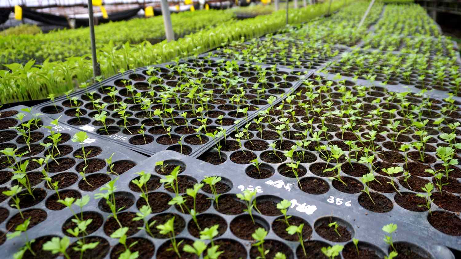 seedlings in a nursery