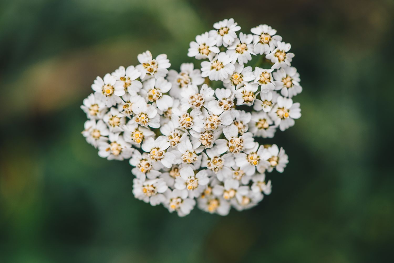 Yarrow flower