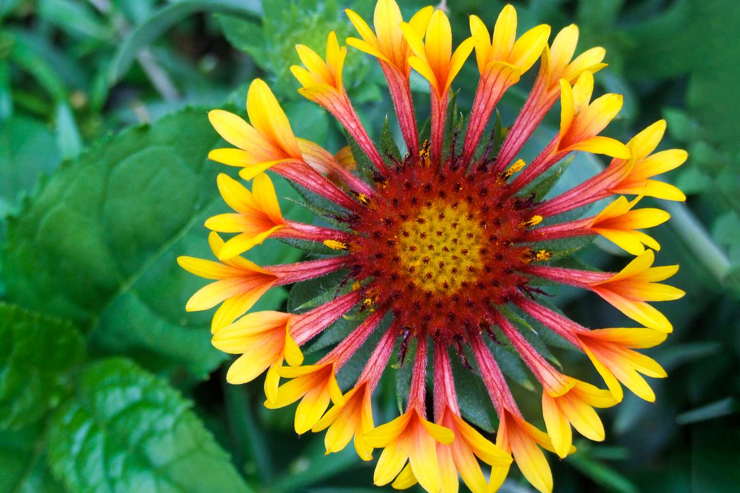 Gaillardia Grandiflora flowers with fluted petals