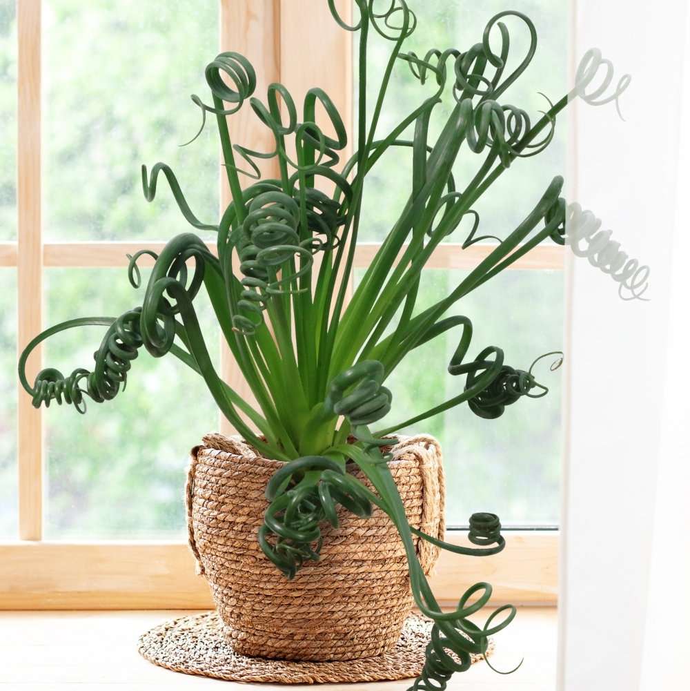 Frizzle Sizzle plant