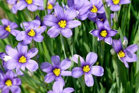 Purple flowers with yellow centers in a green grass backdrop