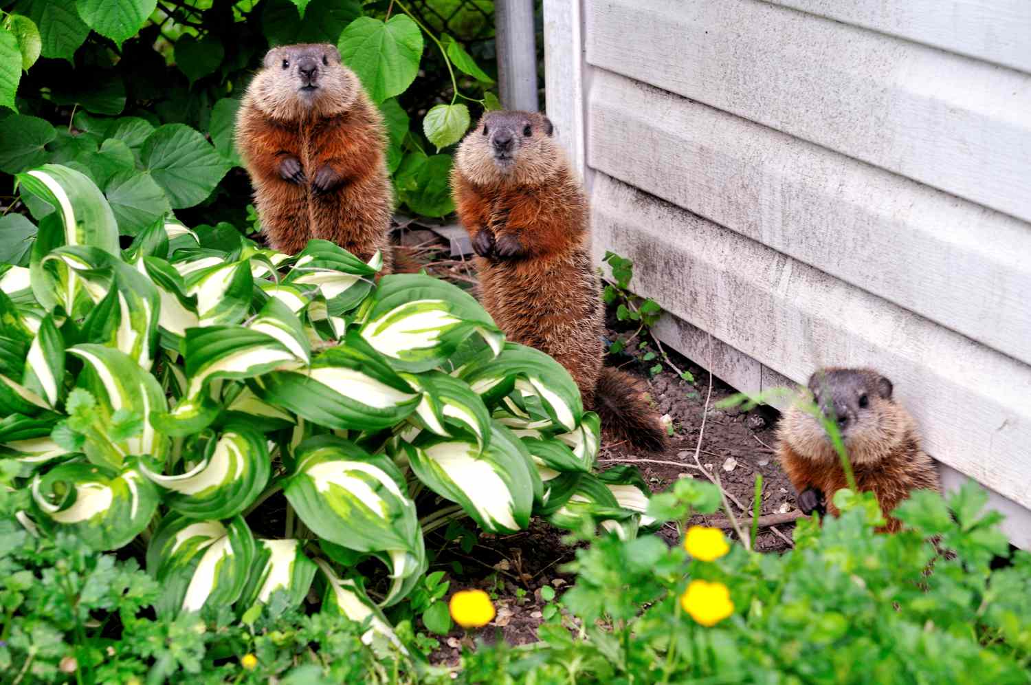 Groundhogs in a garden with hostas.