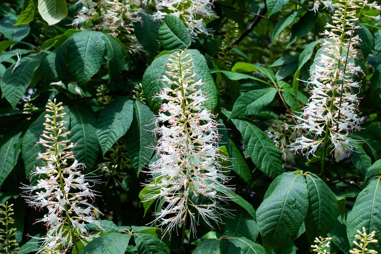 Bottlebrush Buckeye