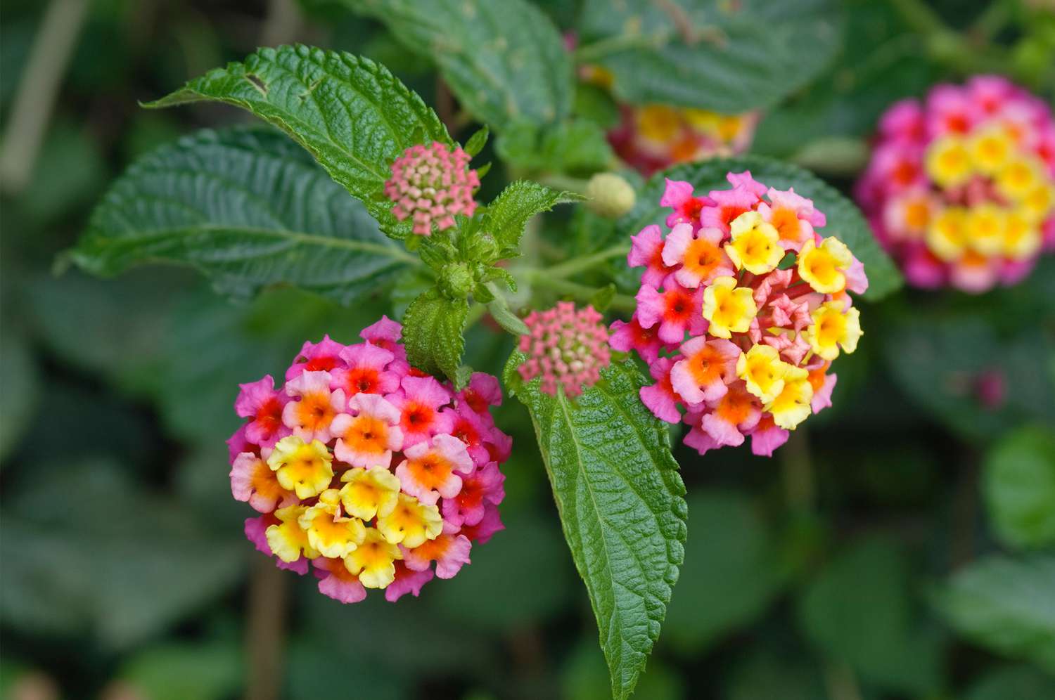 pink yellow and orange lantana