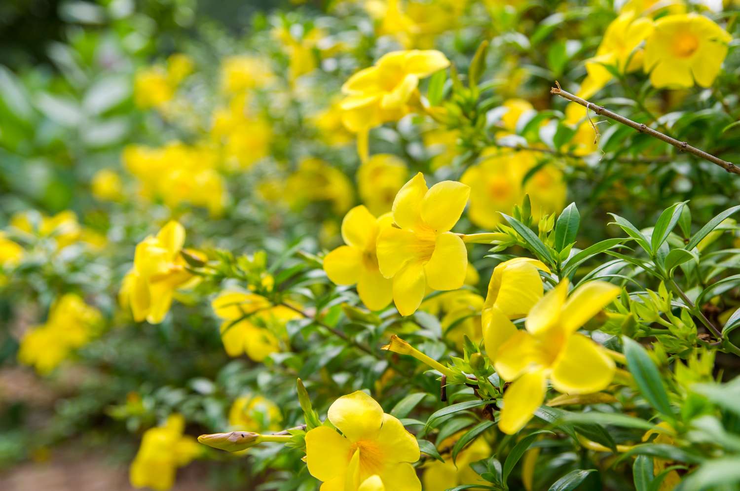 beautiful yellow flower