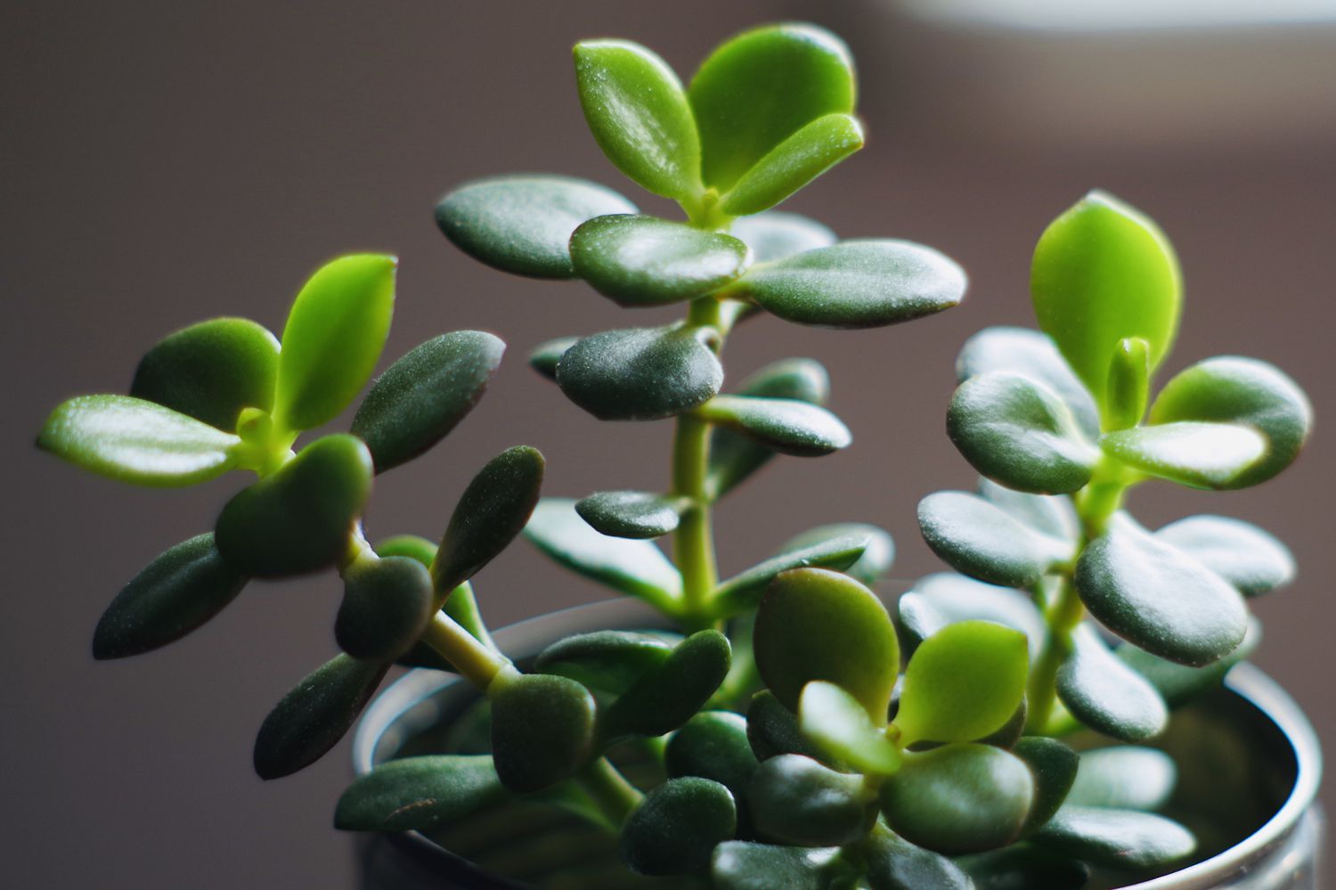 Close up photo of jade plant