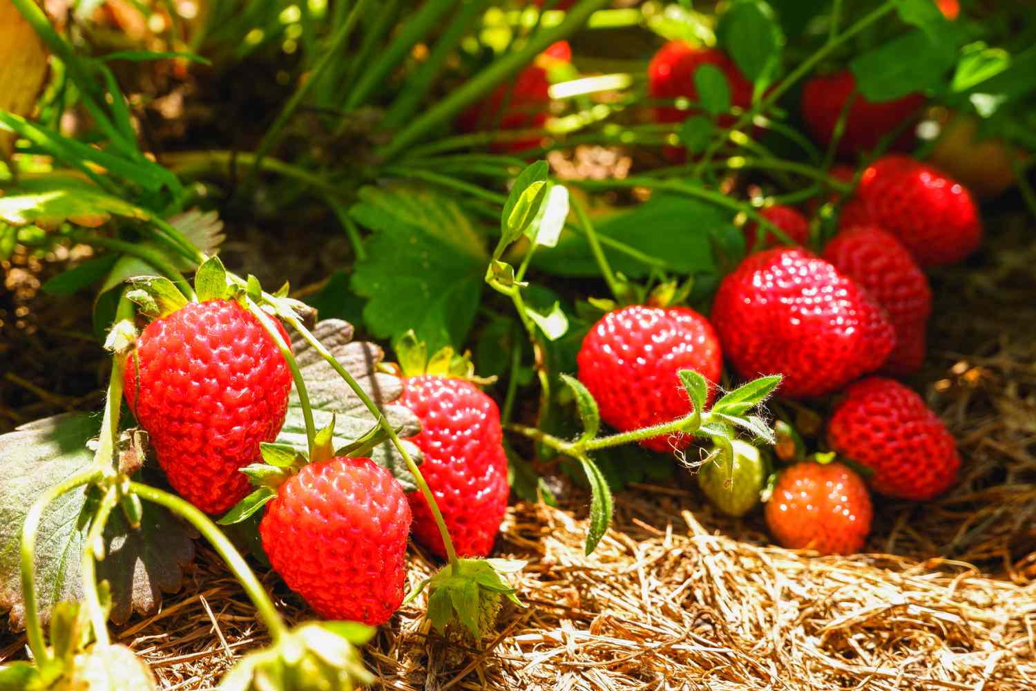 strawberries as ground cover in food forest