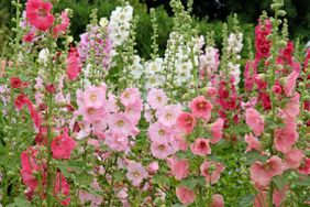 Bright pink Alcea rosea, or hollyhock, in flower.