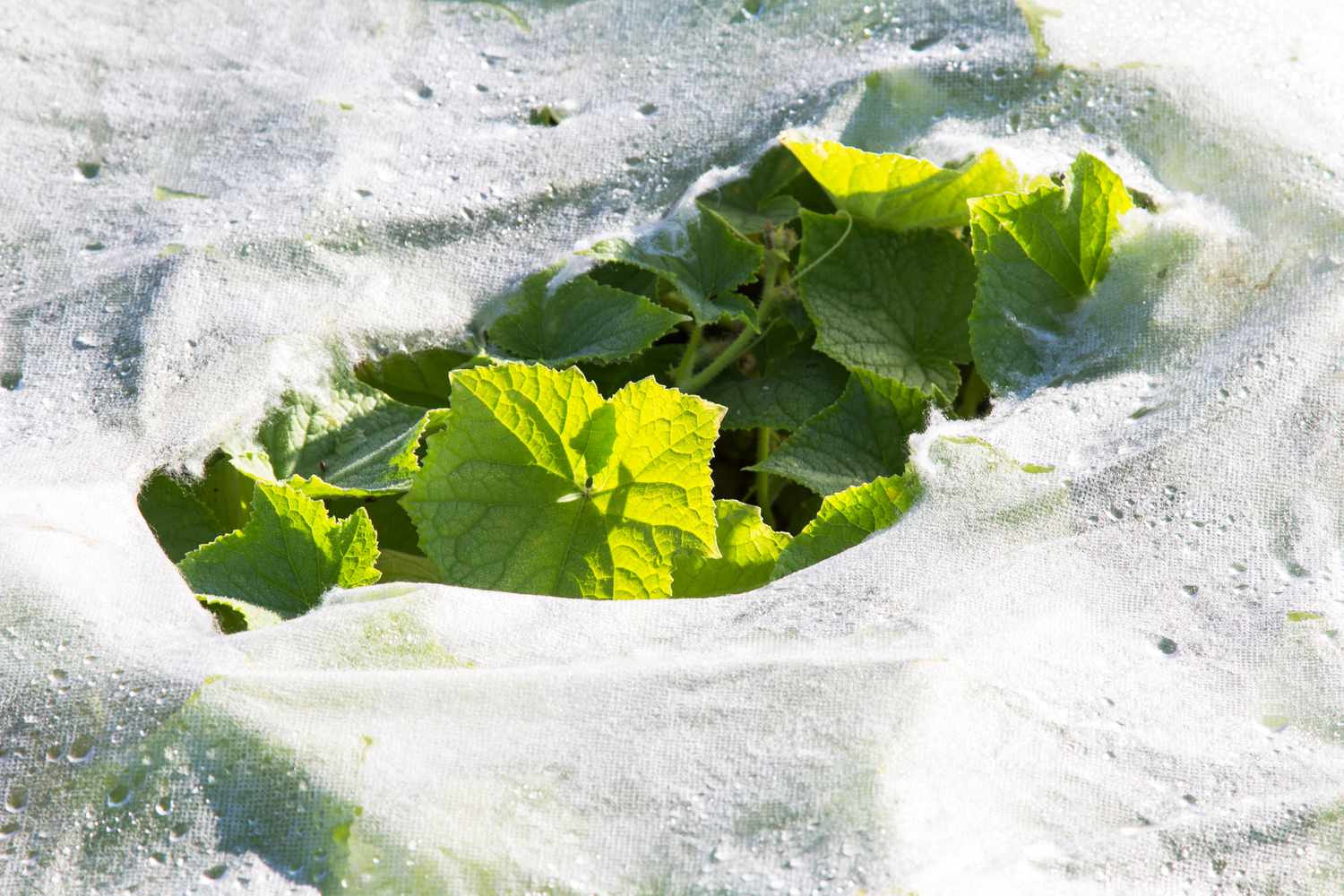 Covered crops for winter