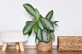 Chinese evergreen houseplant