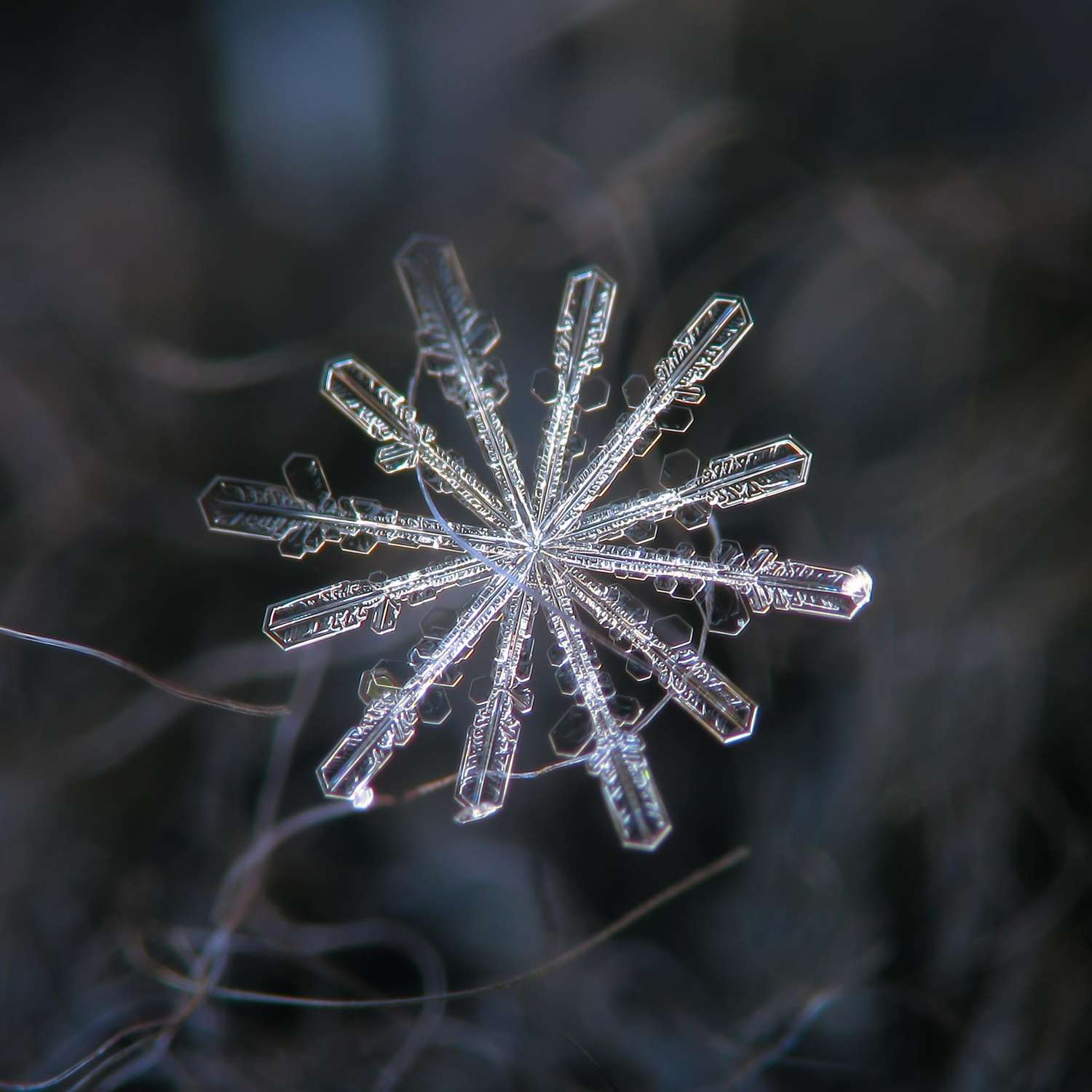Macro photo of a single detailed snowflake on a dark background