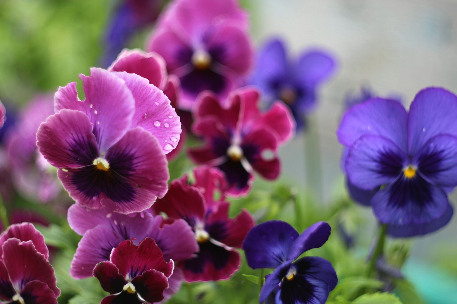fuchsia and deep purple pansies