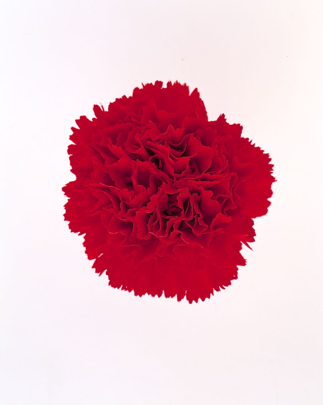 flower-glossary-carnation-red-a98432-0415.jpg