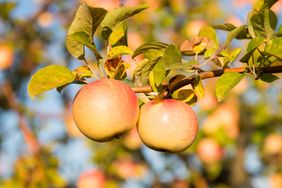 Yellow apple tree leaves