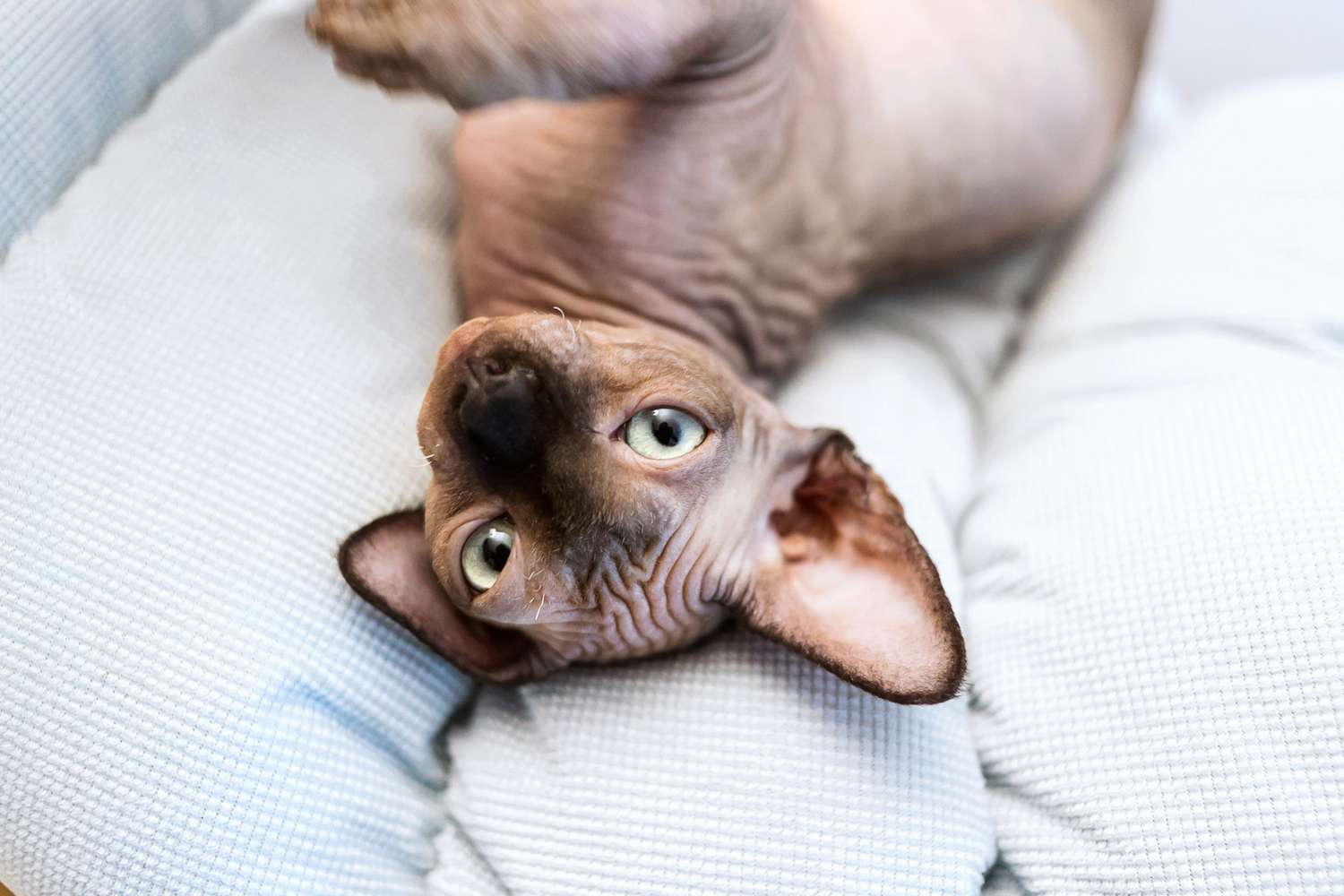 Sphynx cat