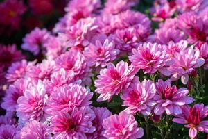 Pink mums