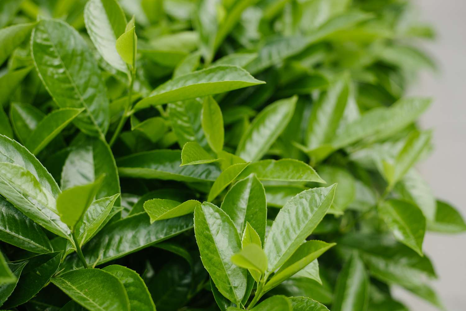 Vibrant green leaves of bay tree close-up. Green botanical background.