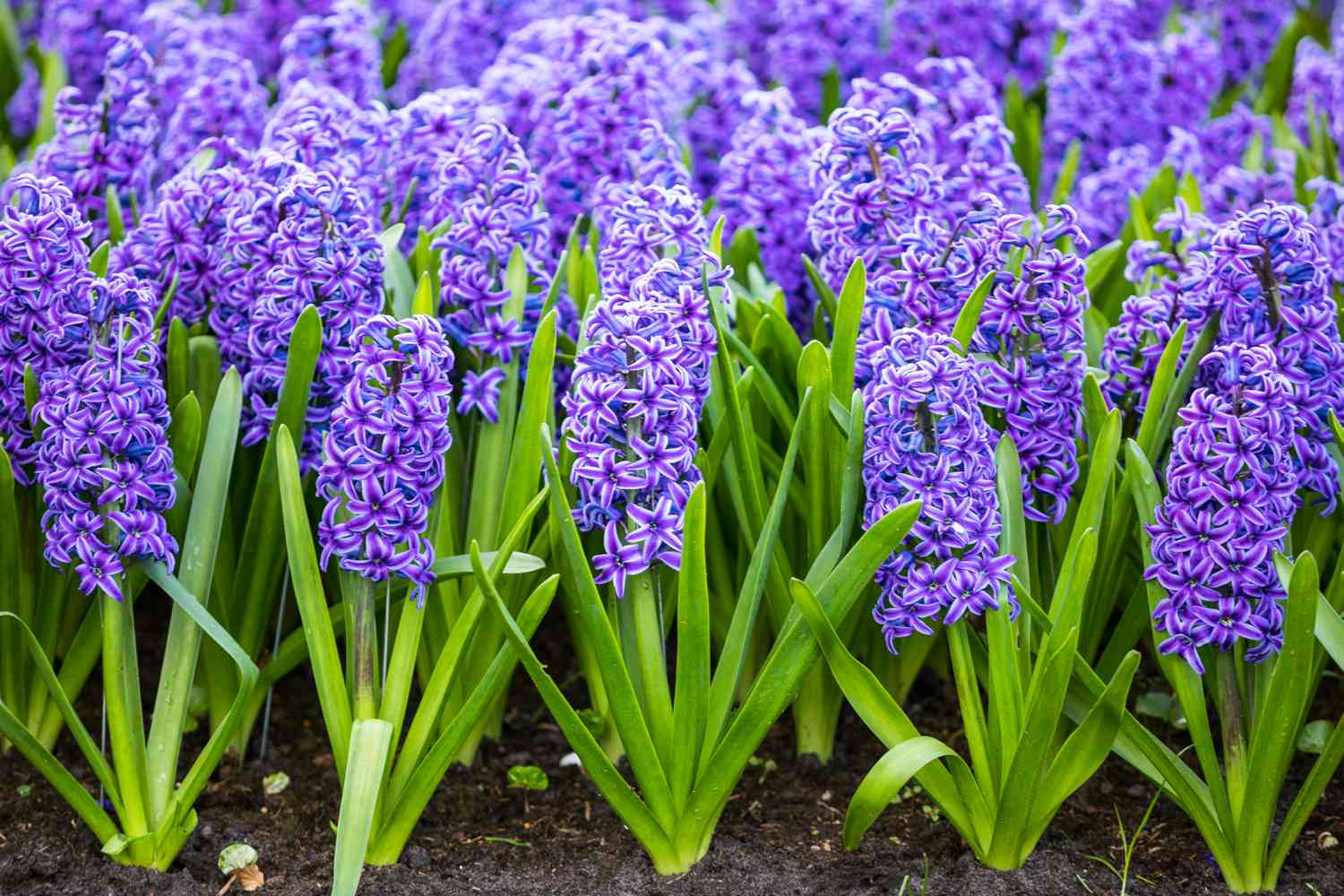 Hyacinth Flowers