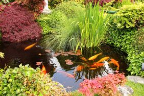 koi pond with colorful plants