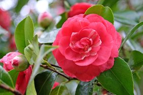 close up of a dark pink Japanese Camellias