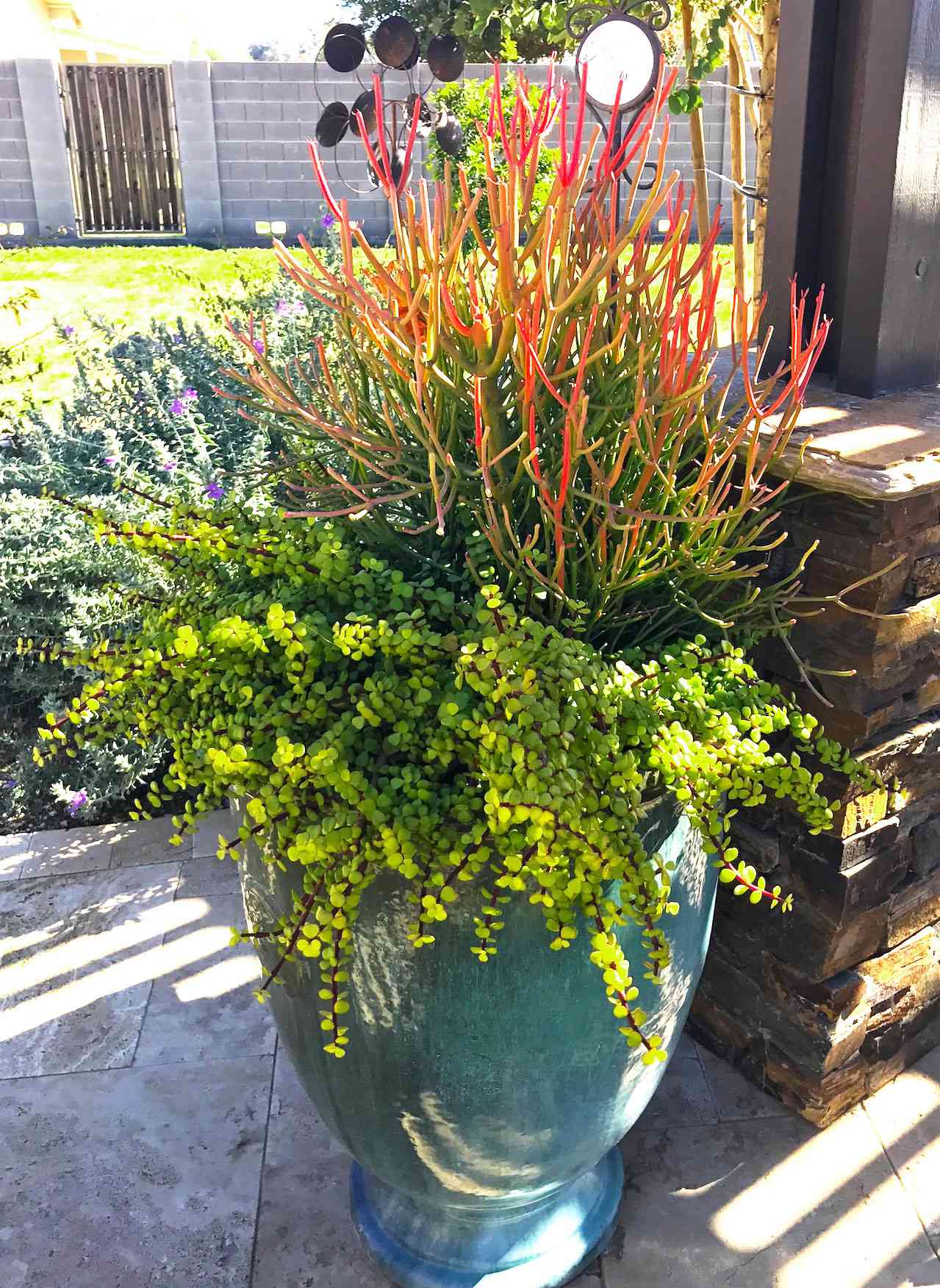 Blue planter with firestick succulents