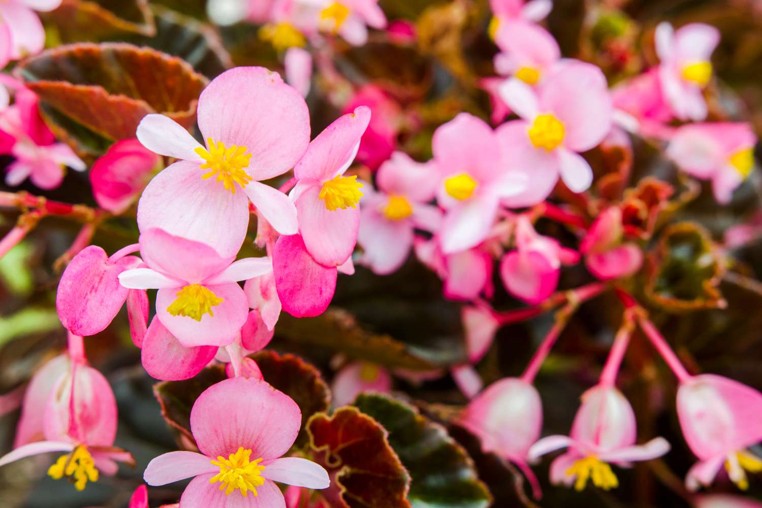 Hardy Begonias