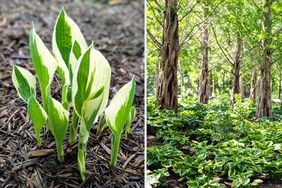 Hosta plants sprouting in mulch on the left and a landscaped area with trees and hostas on the right