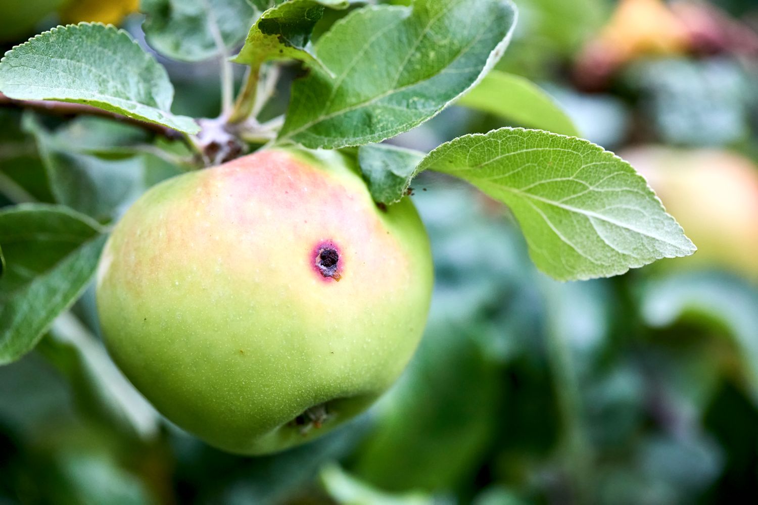  Almost ripe apple damaged by codling moth on apple tree branch