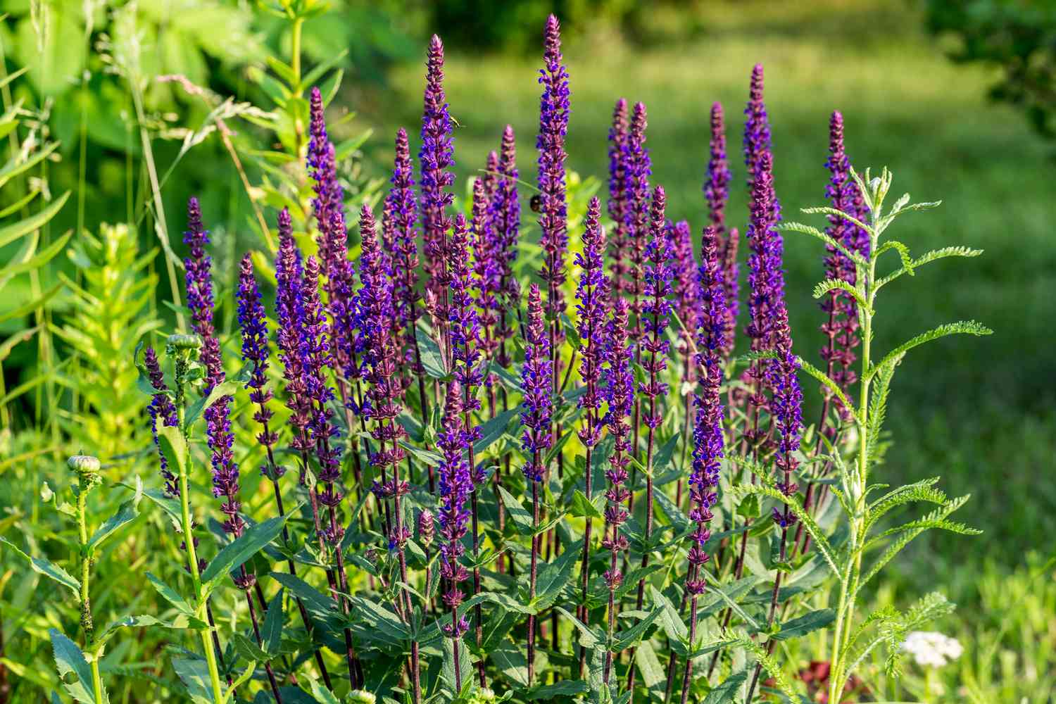purple flowering sage