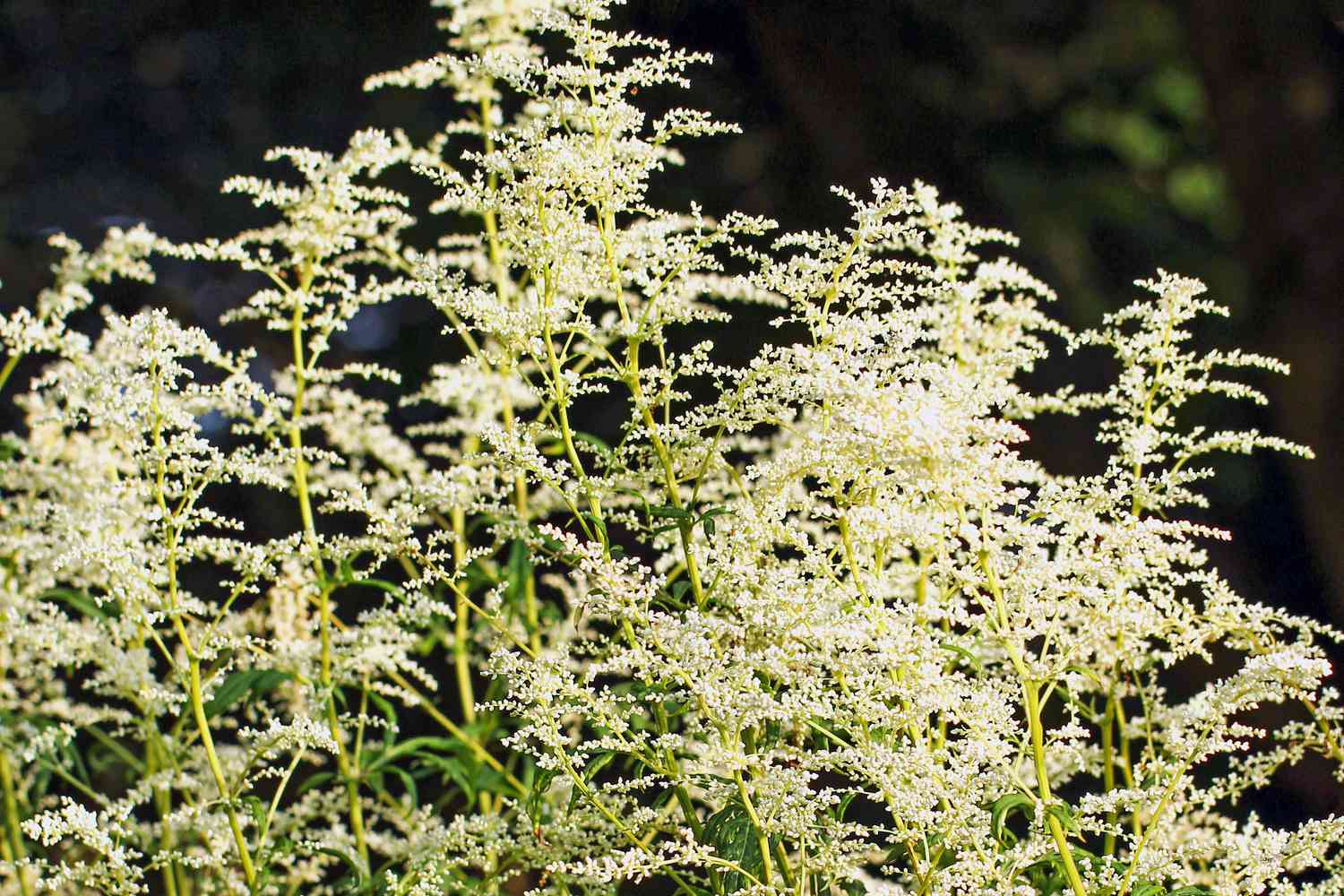 White Mugwort