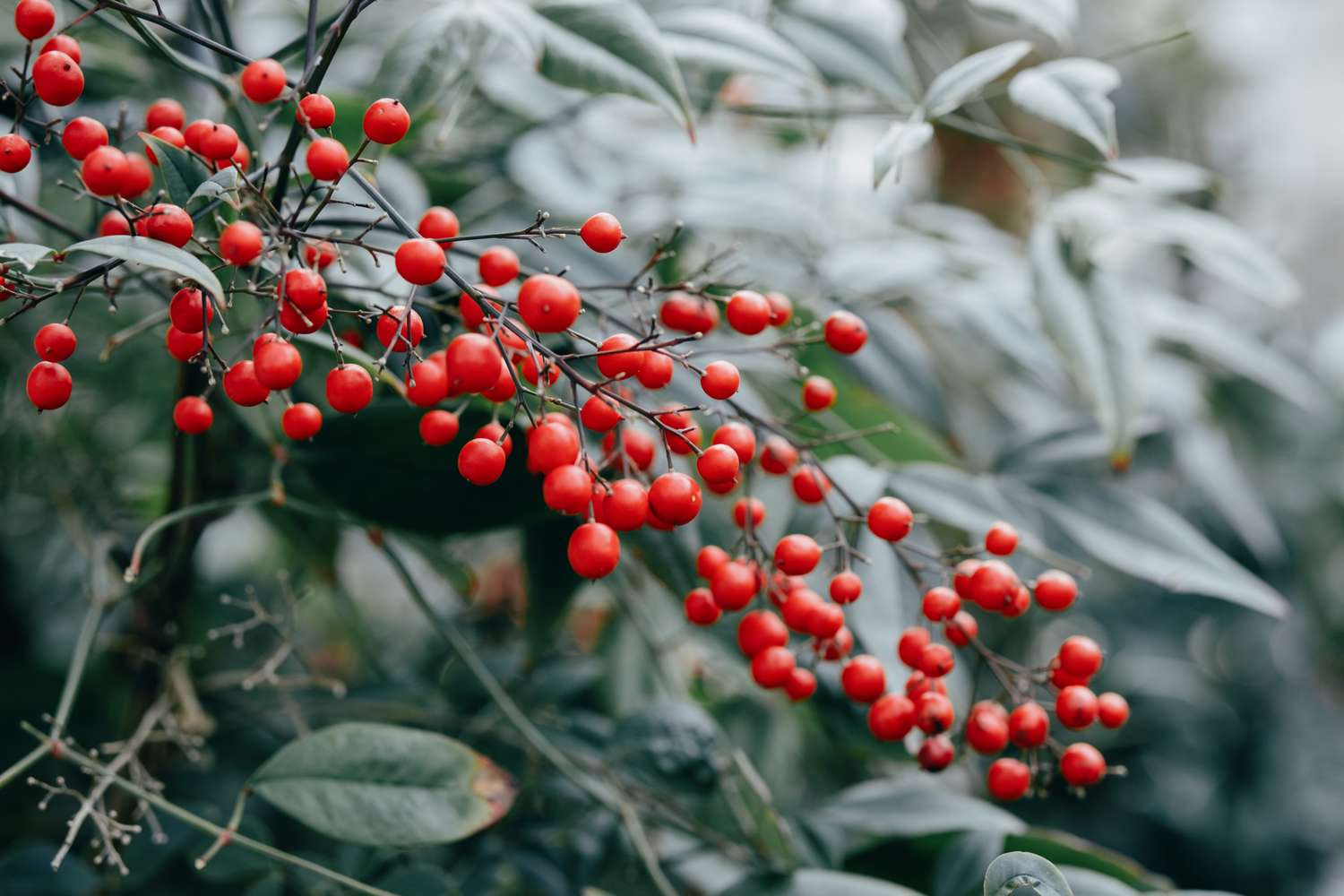 A branch with clusters of small red berries and green leaves