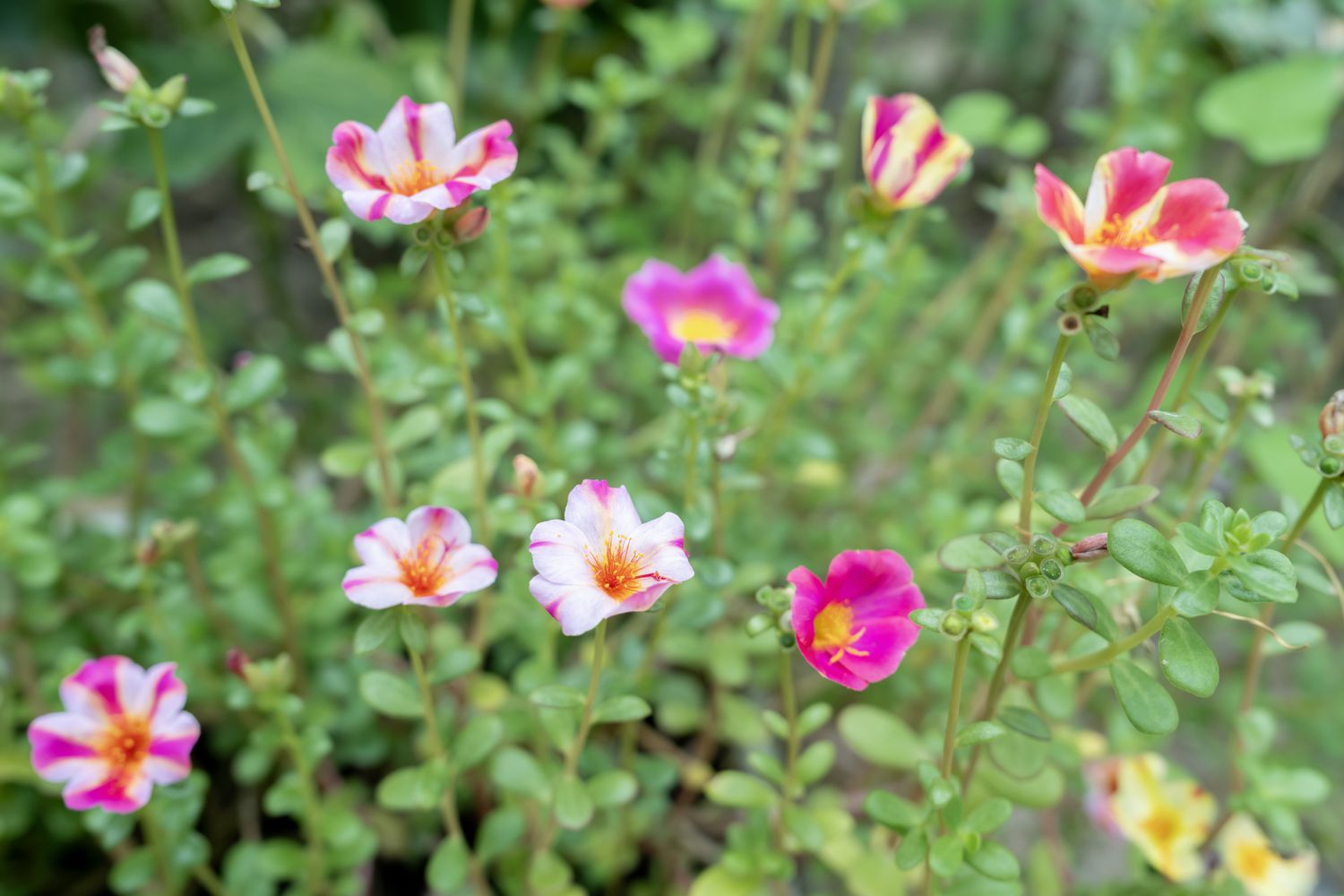 Portulaca oleracea flowers in pink, white, and yellow