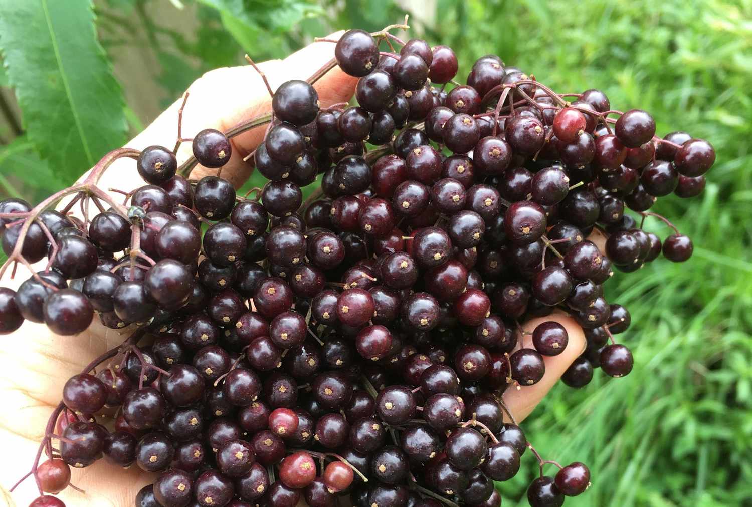 Elderberries