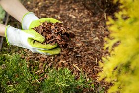Hands wearing gardening gloves holding mulch over a garden area