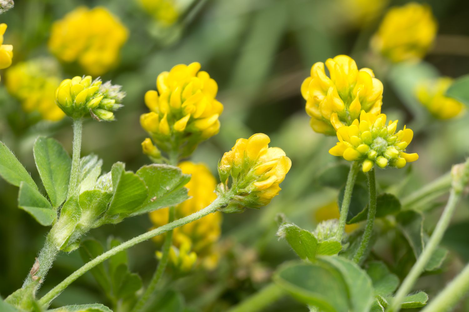 Blooming black medic plant weed